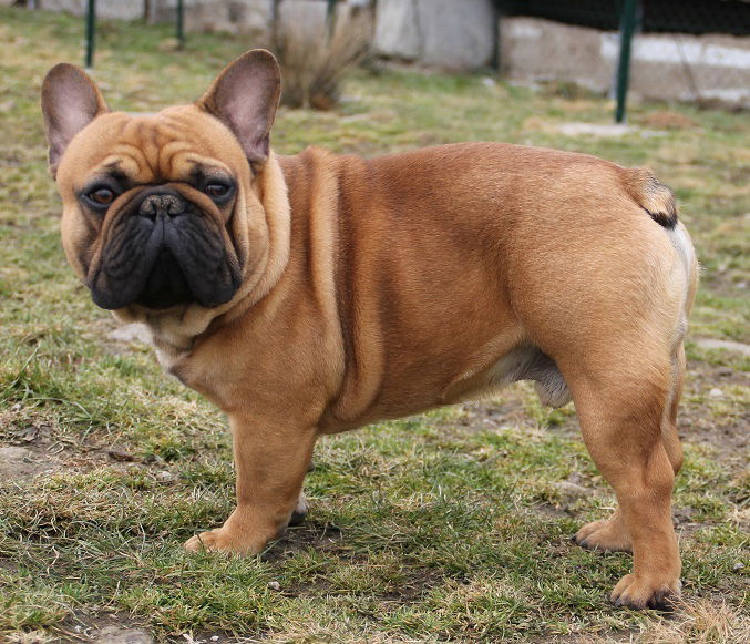 Elevage Bouledogue Francais Spitz Des Visigoths Elevage Ethique