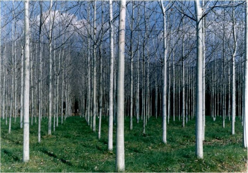 poplar, yellow poplar, Korea