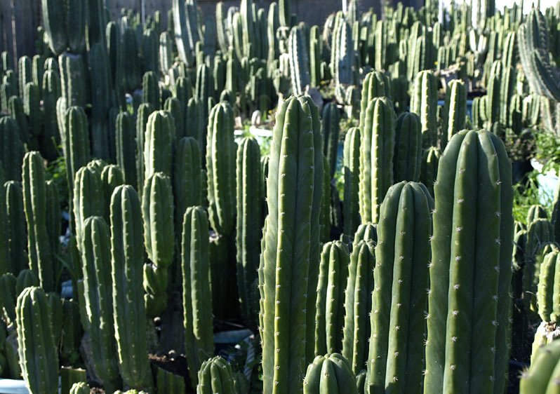 Image result for san pedro cactus images