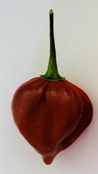 carolina reaper seeds germination time carolina reaper seeds germination time