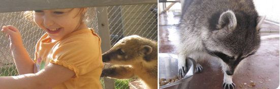 Animal-assisted therapy 