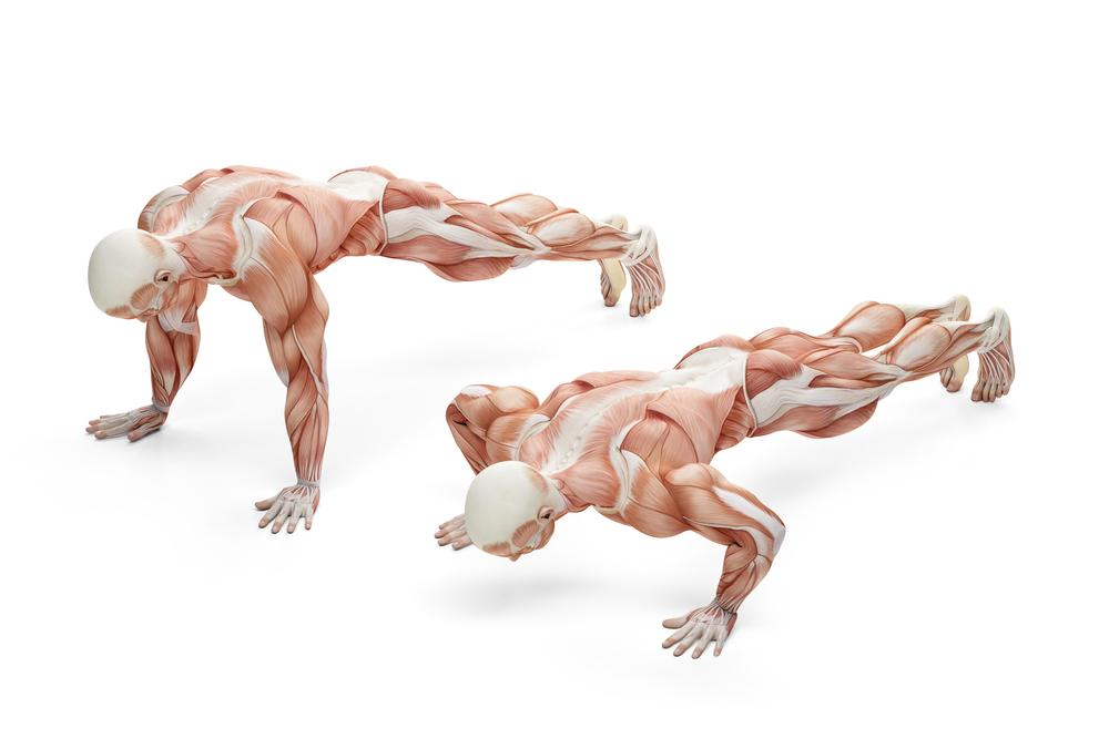 Graphic illustration of anatomy during push ups
