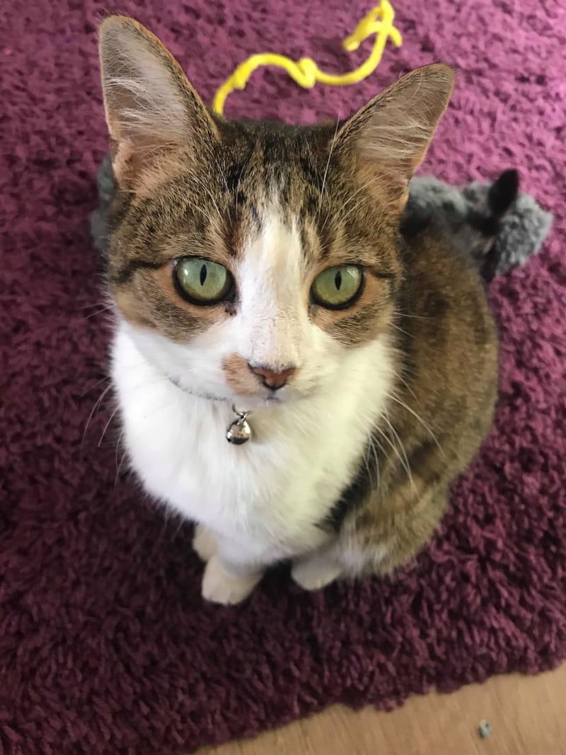 Adopt a Cat Adopt a Cat in Norwich Norfolk UK Lost and Found Cats