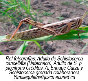 Prevención Y Control De La Langosta Centroamericana “Schistocerca ...