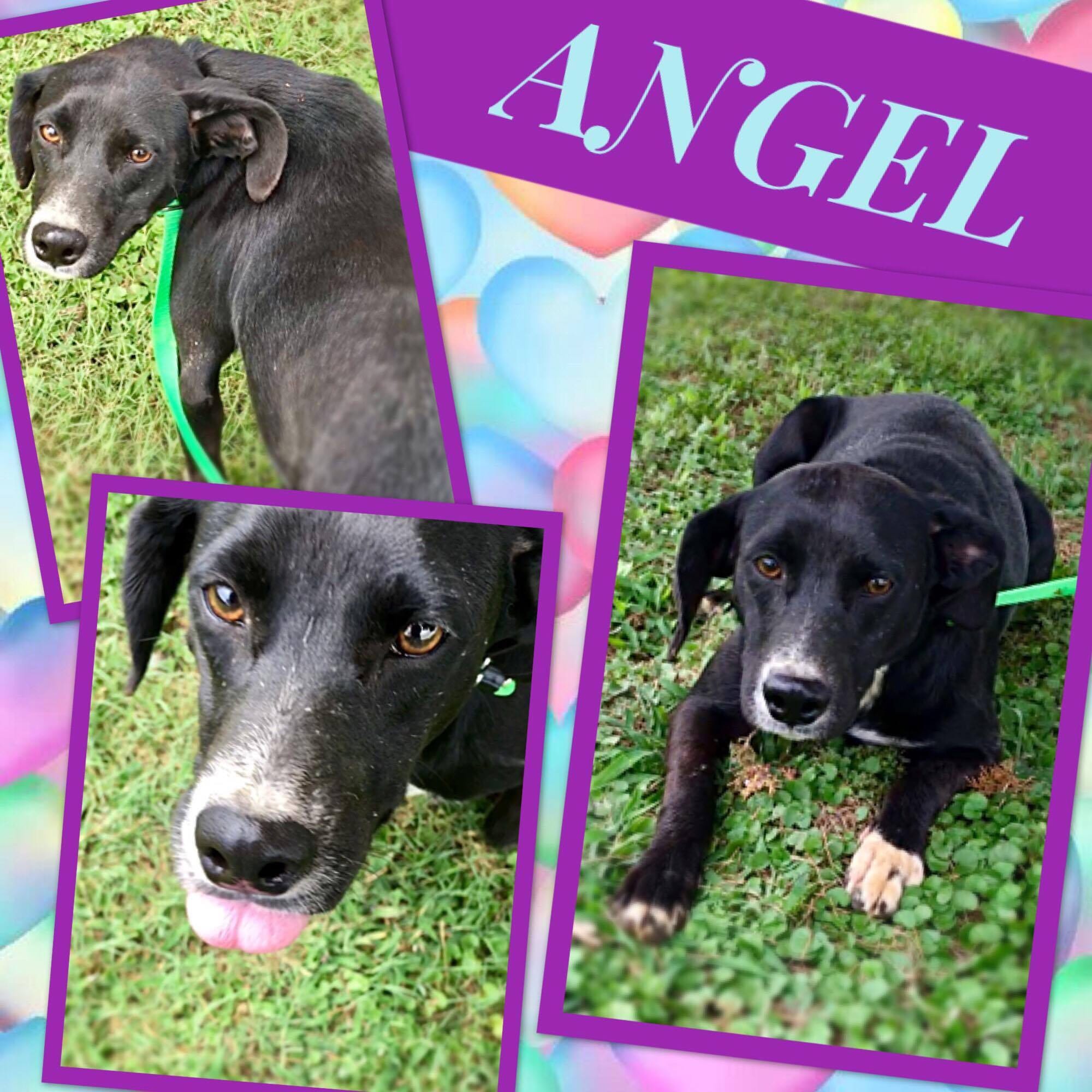 Animal, dog, cat, rescue, shelter, adopt, adoption, pet