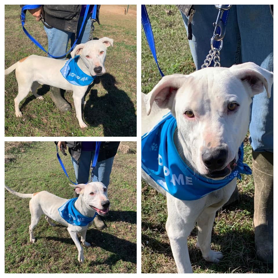 Animal, dog, cat, rescue, shelter, adopt, adoption, pet