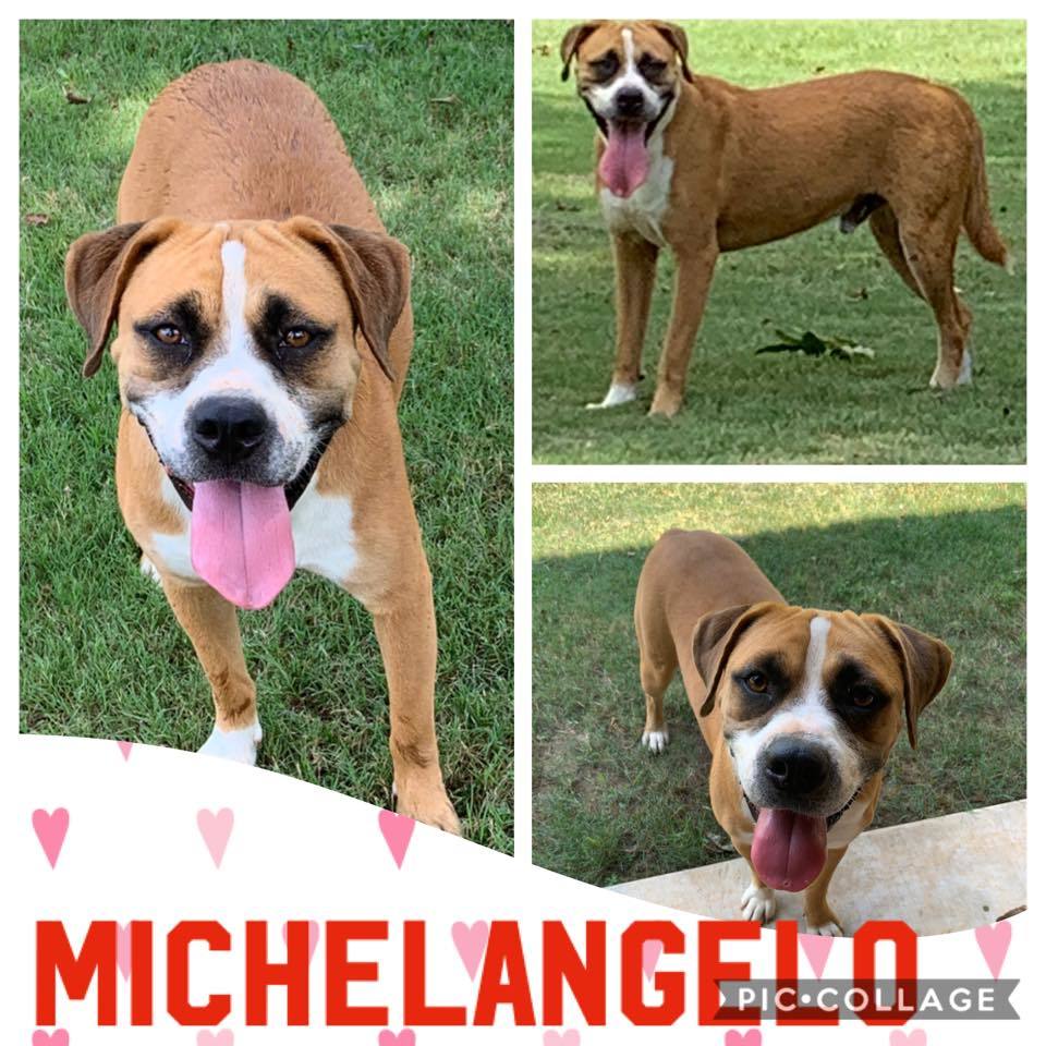 Animal, dog, cat, rescue, shelter, adopt, adoption, pet