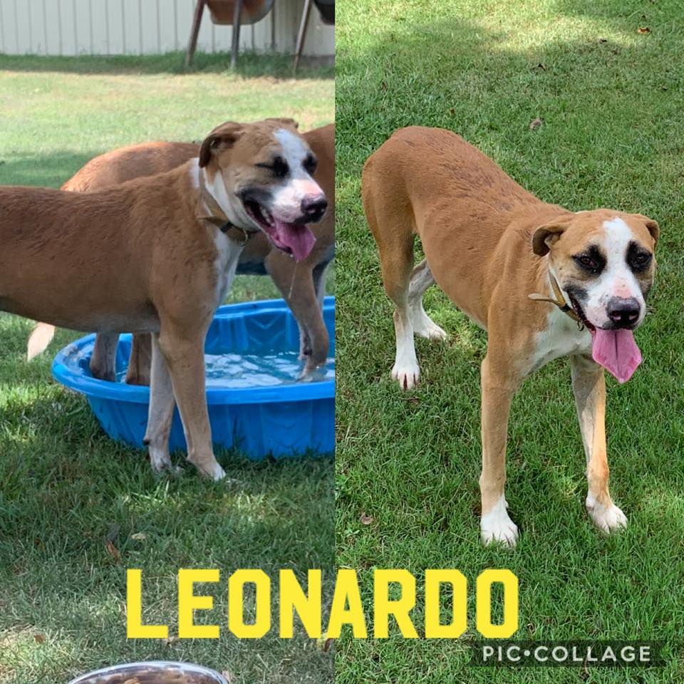 Animal, dog, cat, rescue, shelter, adopt, adoption, pet