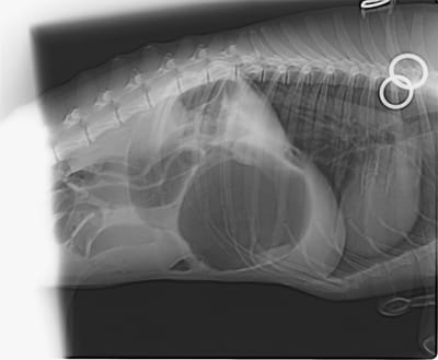 היפוך קיבה בכלבים - GDV