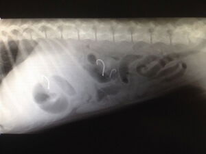 שליפת קרס דייג ממעיים – הסיפור של גברי