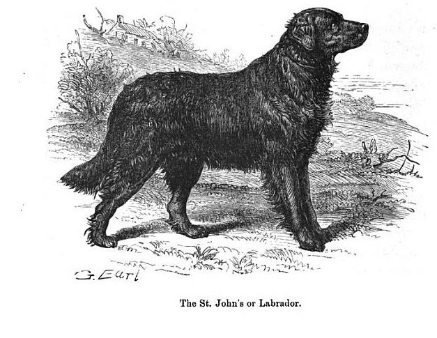 The History Of The Labrador Retriever - Penny Lane Labradors