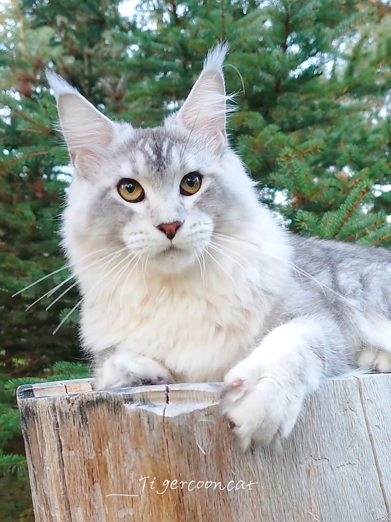 Maine Coon Adventure Cat