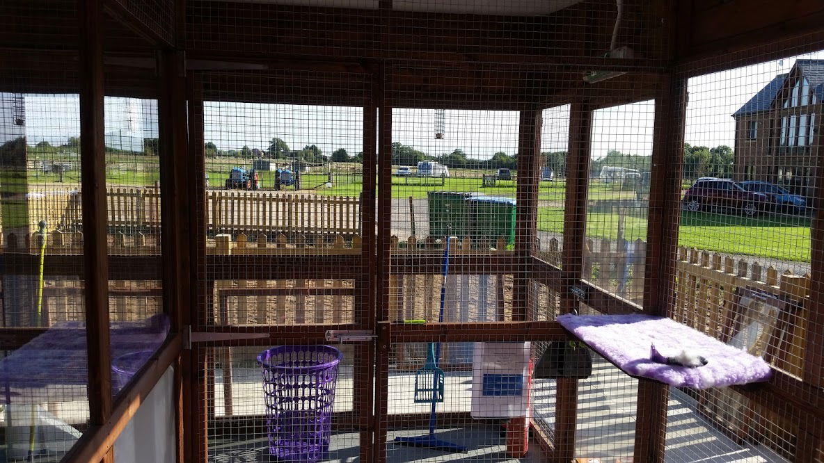 Gallery Abbotts View Farm Cattery