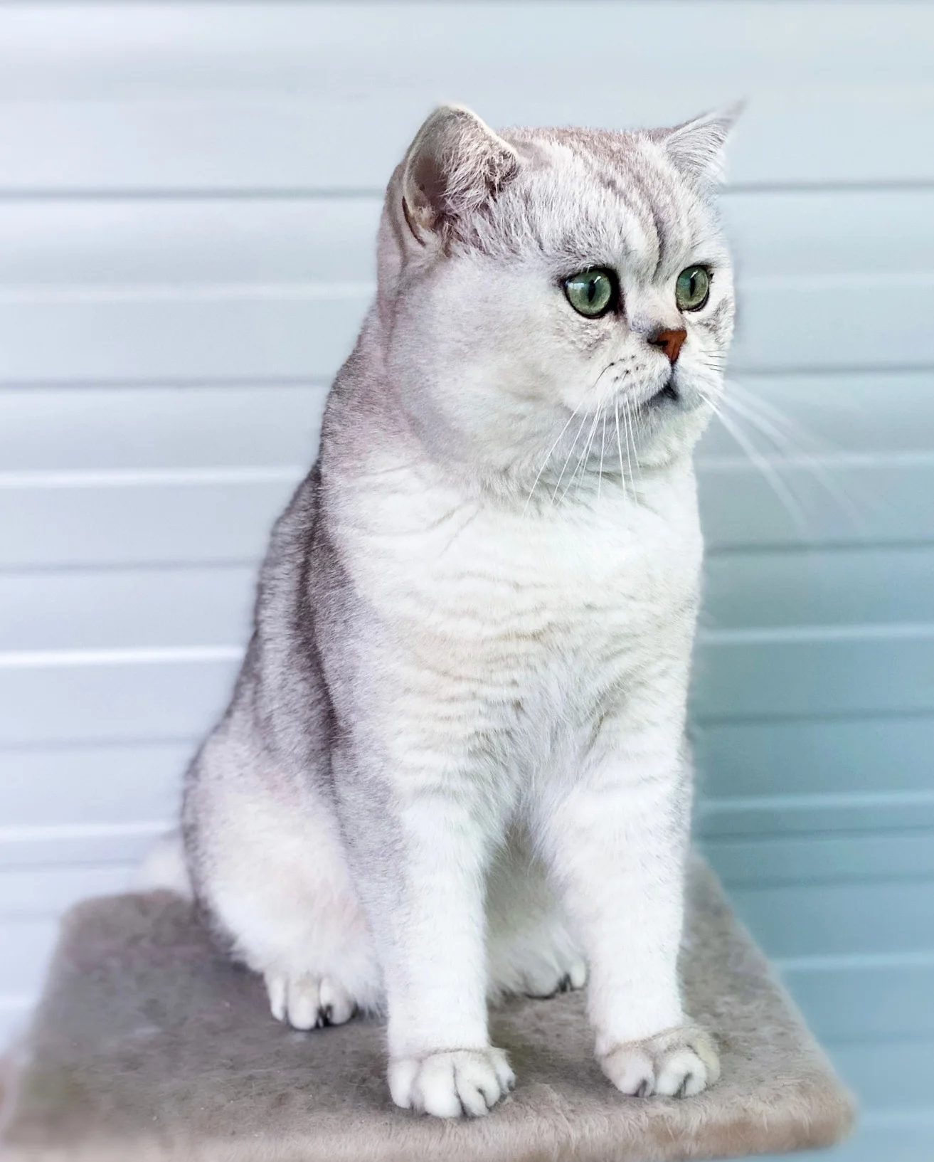 2020 Elite D Amelie Cattery Scottish Fold Cyprus