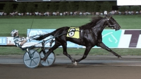 Archangel - Mediahorsesrace.com