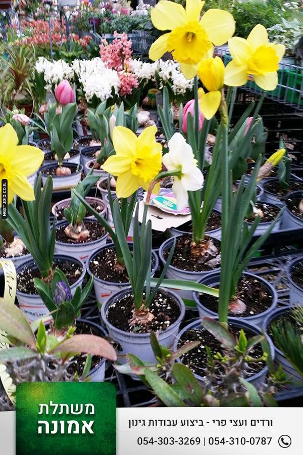 Питомник Эмуна - Кфар Двория