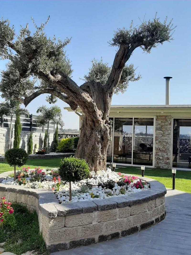 משתלת אמונה - כפר דבוריה