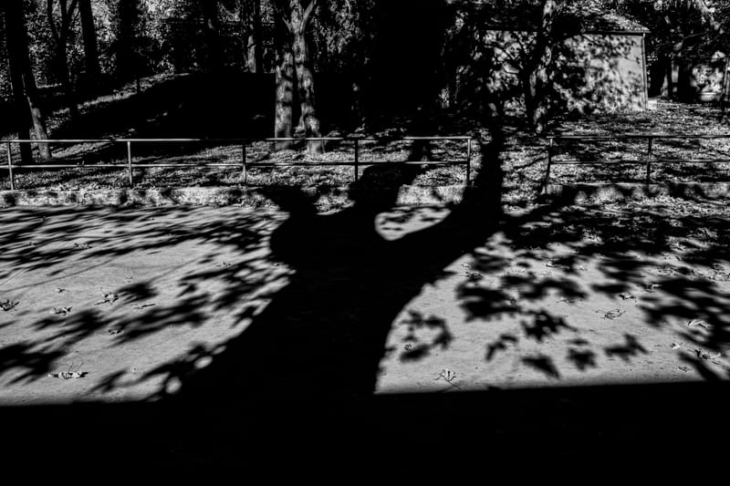 The canticle of the  leaves