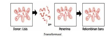 Transformasi Bakteri Transformasi Bakteri