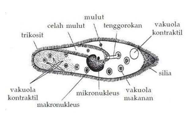 Kingdom Protista Mirip Jamur Hewan Tumbuhan Dan Ciri Juga Klasifikasinya Pkbm Minda Utama