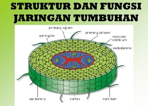 Jaringan Tumbuhan Pengertian Ciri Dan Macam Serta Fungsinya Lengkap Pkbm Minda Utama