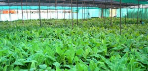 tissue culture plant الإنتاج الهائل من النباتات النسيجية