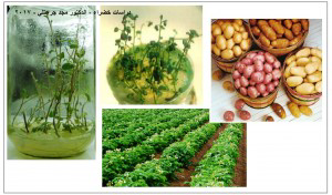 الزراعة النسيبجية للبطاطا الزراعة النسيبجية للبطاطا